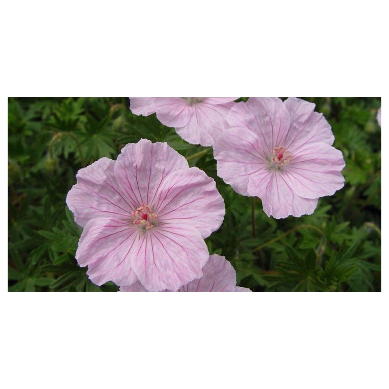Geranium sanguineum'Striatum'