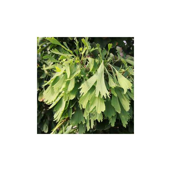Ginkgo biloba'Saratoga' 