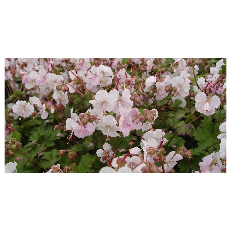 Geranium cantabrigiense'St Ola'