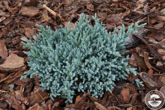 Juniperus squamata'Tropic blue' 