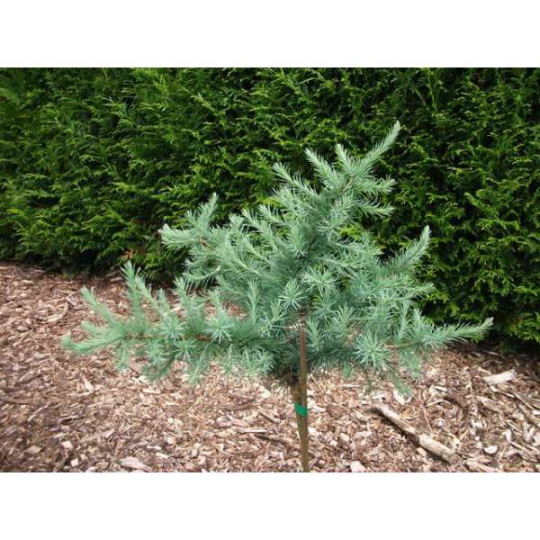 Larix kaempferi'Little Mushroom' 