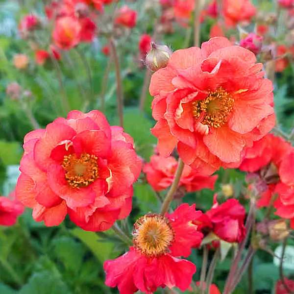 Geum'Fiery Tempest'