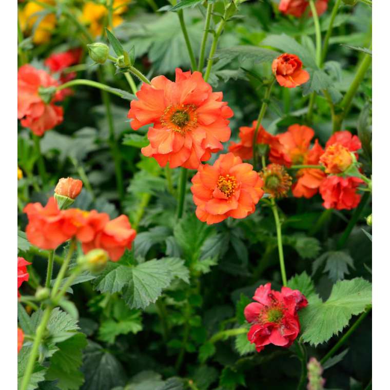 Geum'Fire opal'