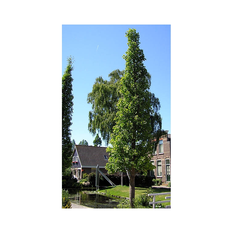 Ginkgo biloba'Fastigiata' 