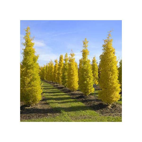 Ginkgo biloba'Blagon' 