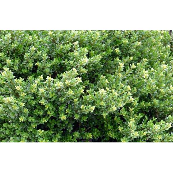 Ilex crenata'Glory Gem' 