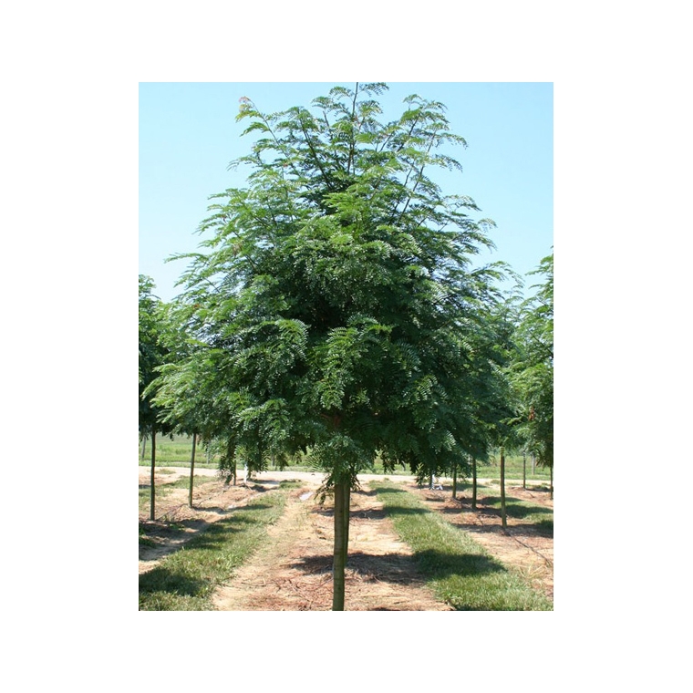 Gleditsia triacanthos'Skyline' 