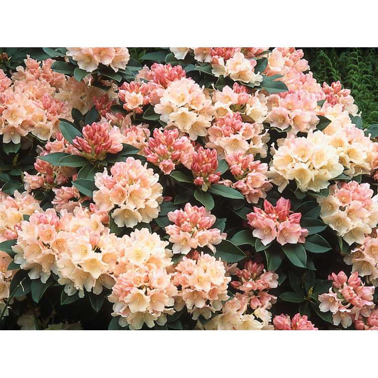 Rhododendron yakushimanum'Golden Torch' 