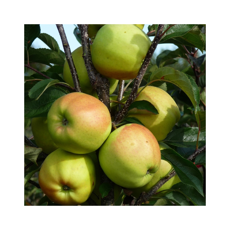 Appel'Golden Delicious' 