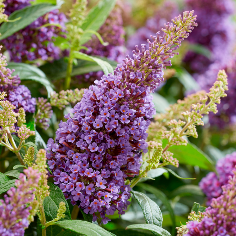 Buddleja davidii'Butterfly Candy Little Lila' 