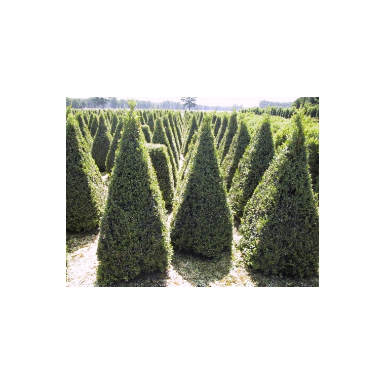 Buxus sempervirens pyramide 