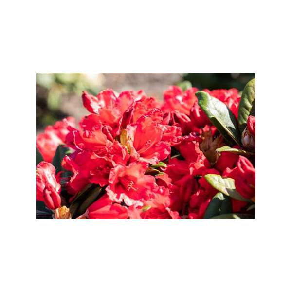 Rhododendron yakushianum'Vollblut' 