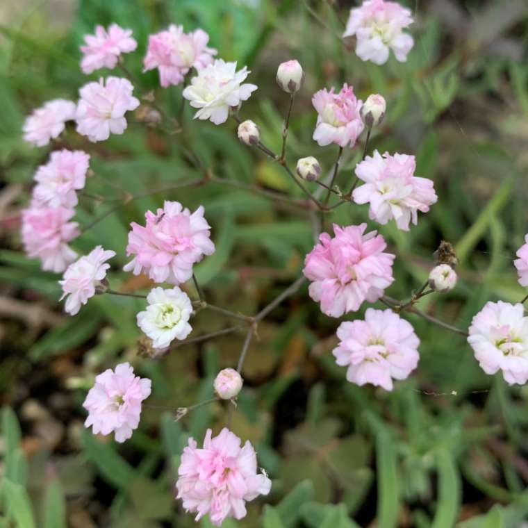 Gypsophila'Jolien'