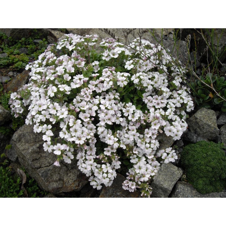 Gypsophila cerastioides