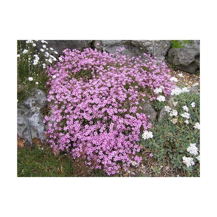 Gypsophila repens'Rosea'