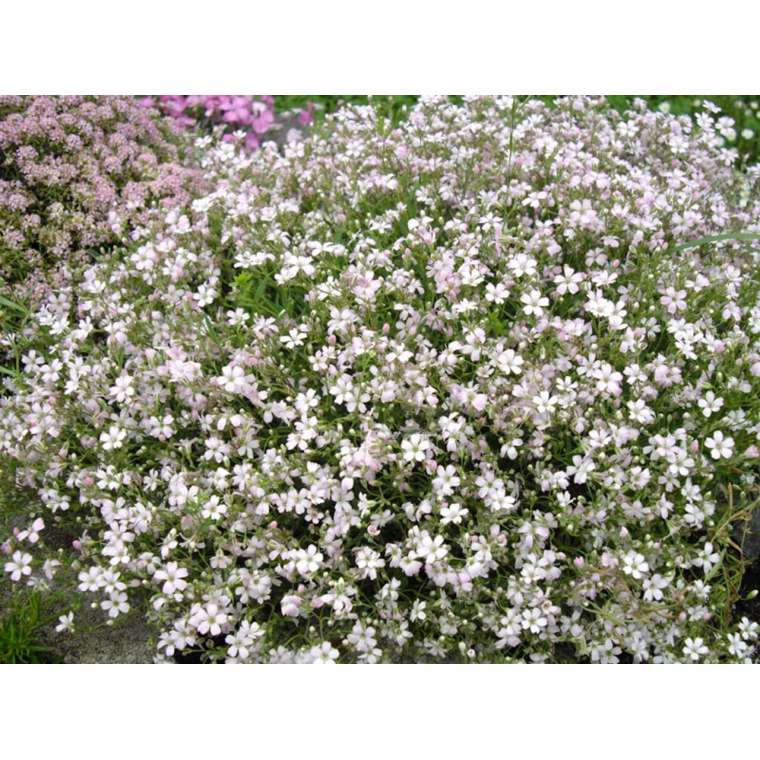 Gypsophila repens'Filou White'