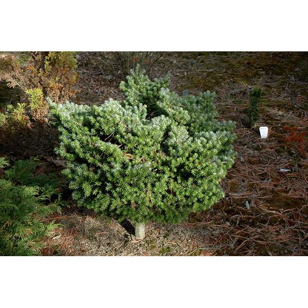 Abies koreana'Silberperle' 