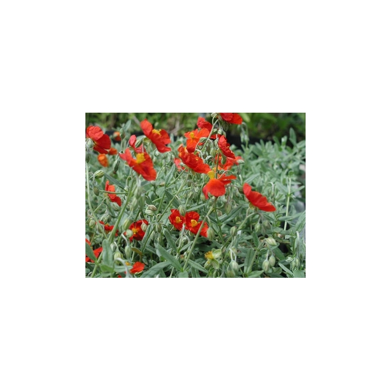 Helianthemum hybride'Henfield Brilliant'