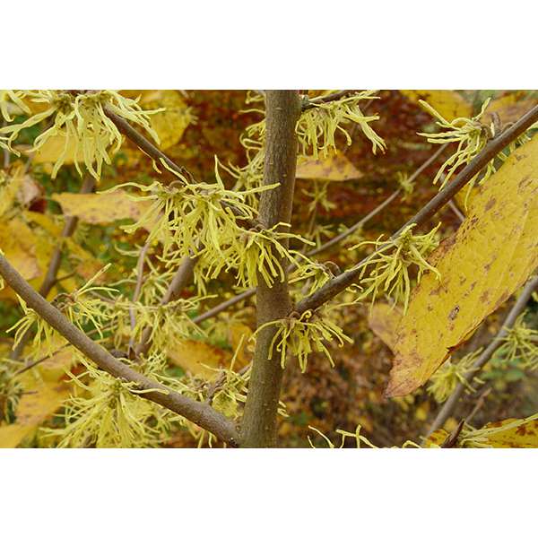 Hamamelis virginiana 