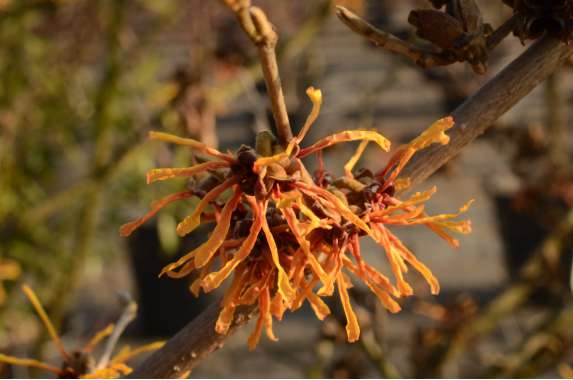Hamamelis intermedia'Aphrodite' 