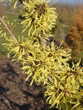 Hamamelis mollis 