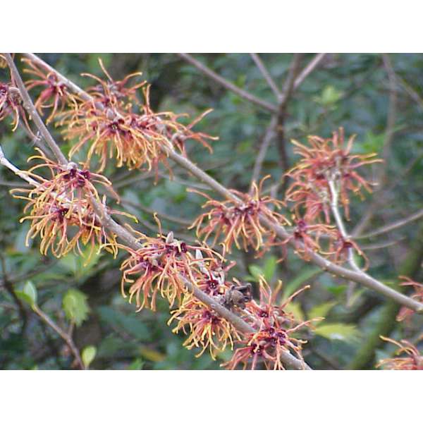 Hamamelis intermedia'Jelena' 