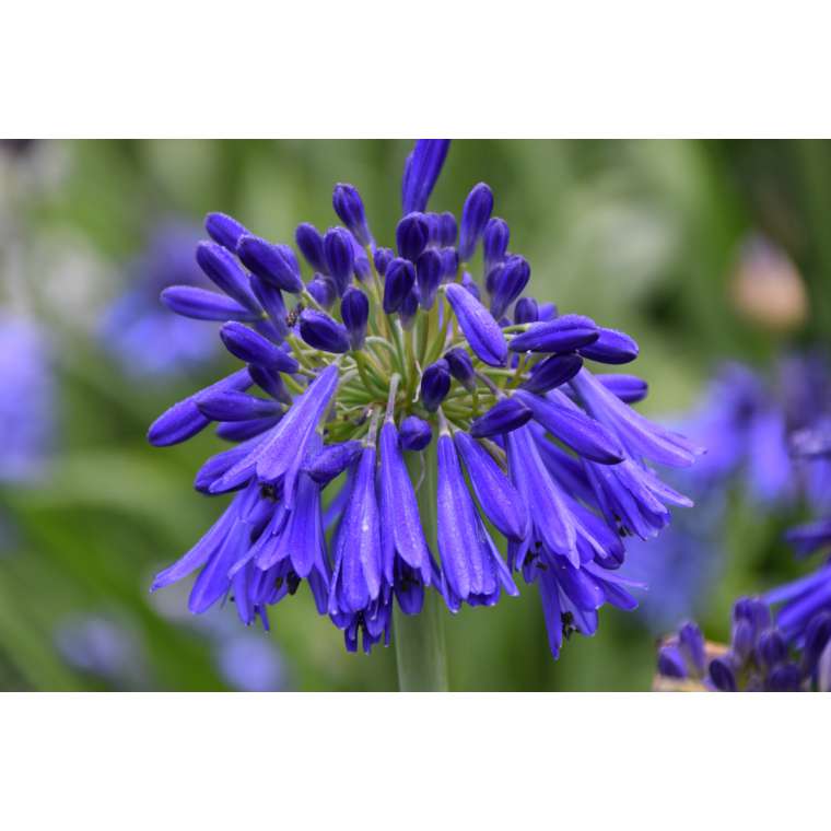 Agapanthus'Hanneke' 