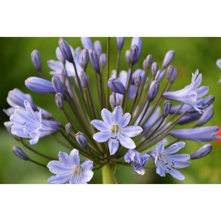 Agapanthus'Hannover' 