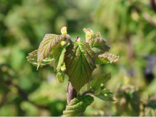 Corylus avellana'Medusa' 