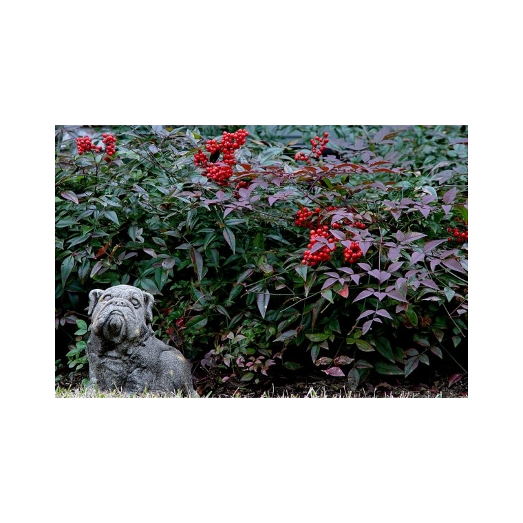 Nandina domestica'Harbour Dwarf' 