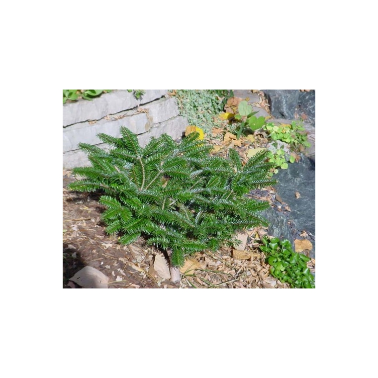Abies fargesii'Headfort' 
