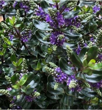Hebe donna'Dark Purple'