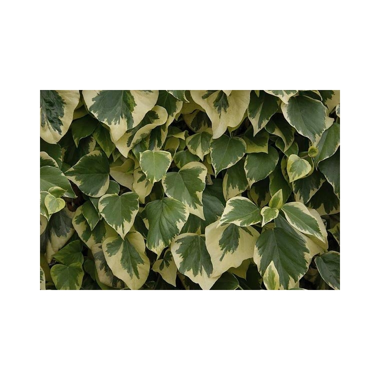 Hedera algeriensis'Gloire de Marengo' 