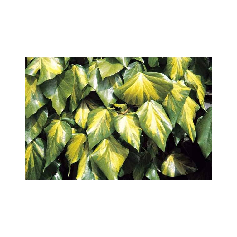 Hedera colchica'Sulphur Heart' 