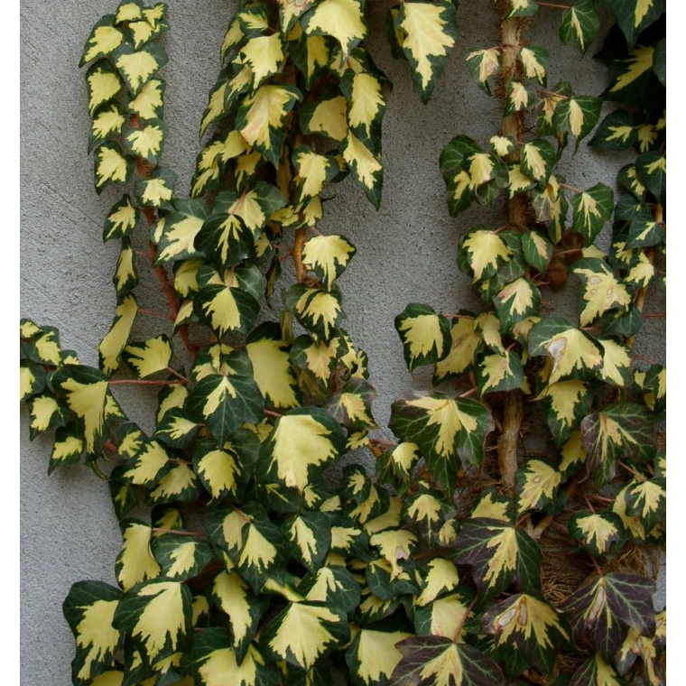 Hedera helix'Goldheart' 