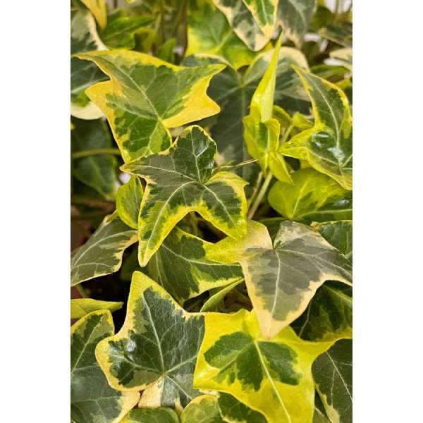 Hedera helix'Goldchild' 