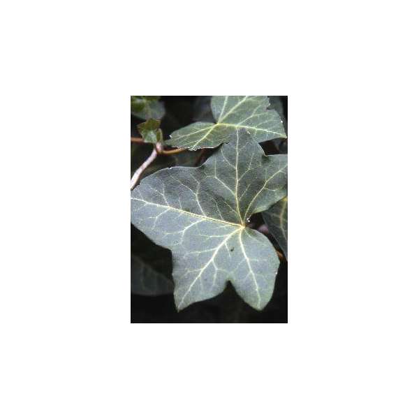Hedera helix'Woerner' 