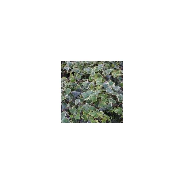 Hedera helix'Glacier' 