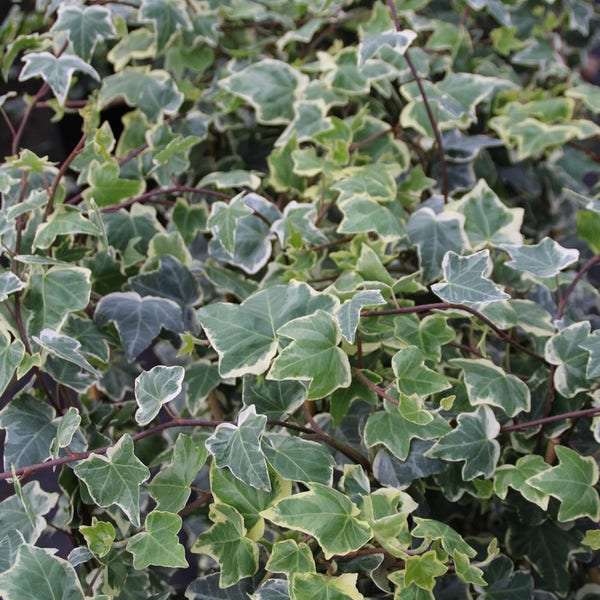 Hedera helix'Glacier' 