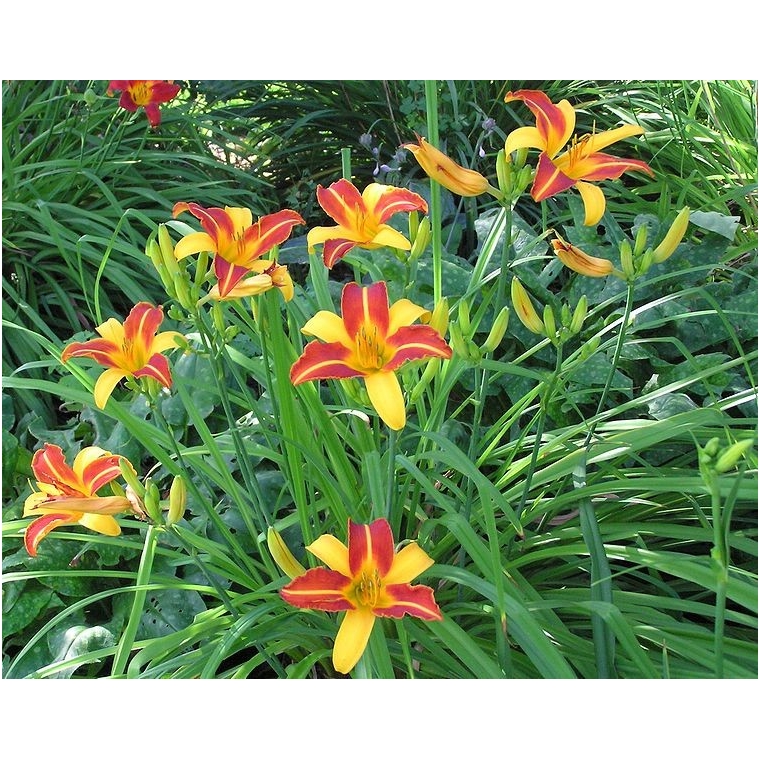 Hemerocallis'Frans Hals' 