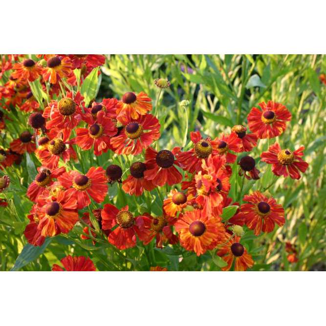 Helenium'Baudirektor Linne'
