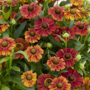 Helenium'Strawberry Sundae'