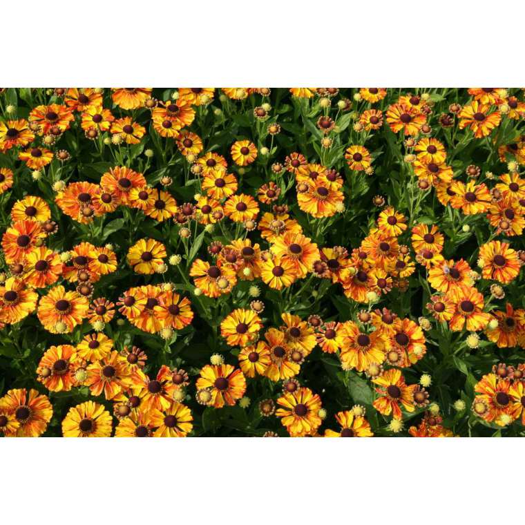 Helenium'Flamengo'