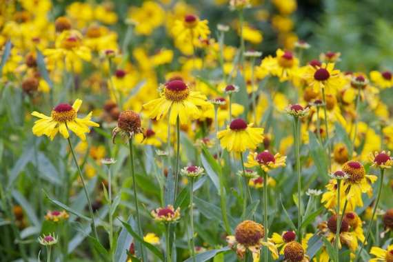Helenium'Wesergold'