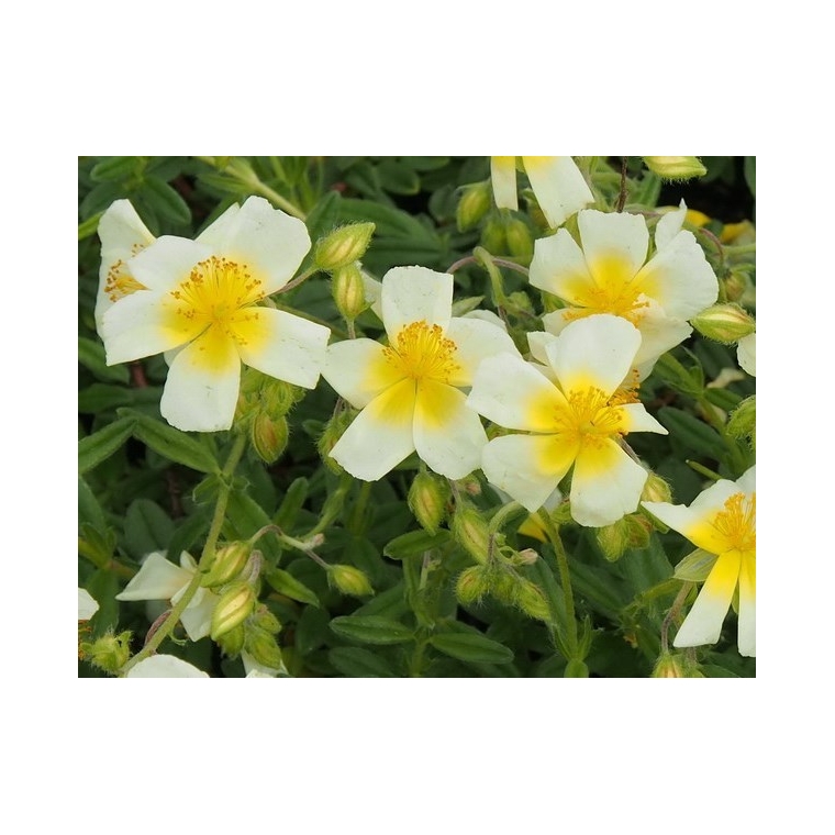 Helianthemum hybride'Elfenbeinglanz'