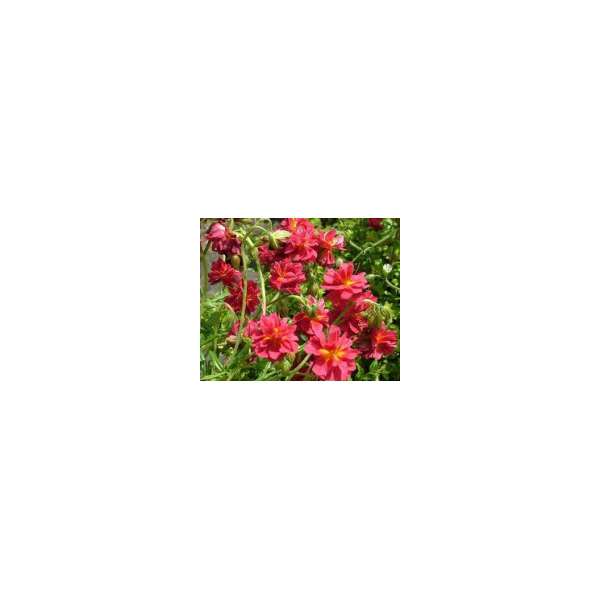 Helianthemum'Cerise Queen'