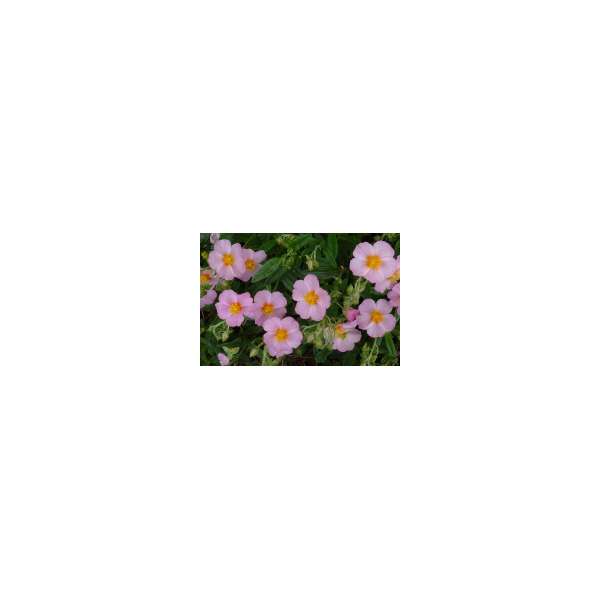 Helianthemum'Lawrenson's Pink'