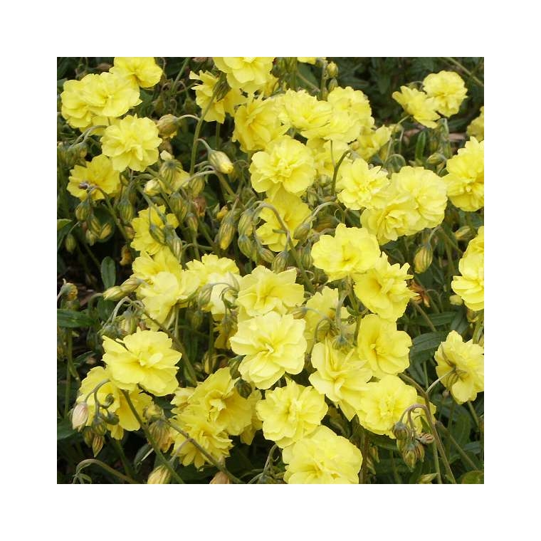 Helianthemum hybride'Sulphureum Plenum'