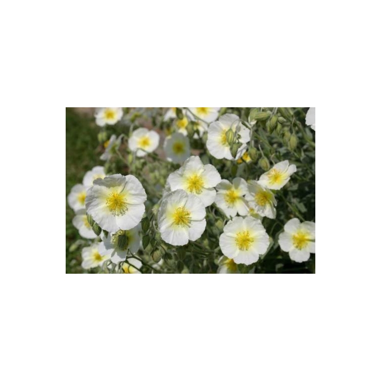 Helianthemum hybride'The Bride'
