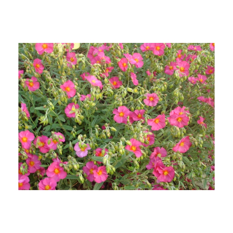 Helianthemum hybride'Ben Hope'